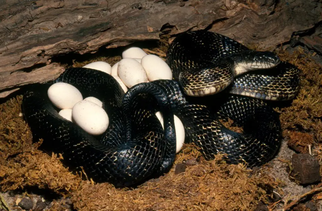 What Do Black Snake Eggs Look Like?