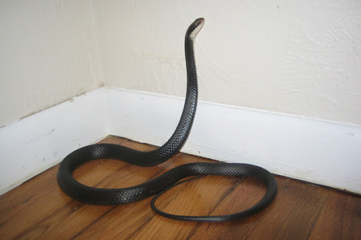 Are Black Snakes Good to Have Around?