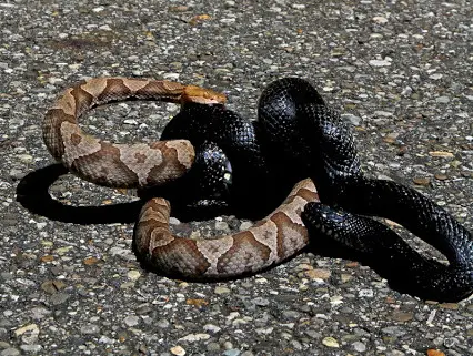 Feeding on Other Poisonous Snakes