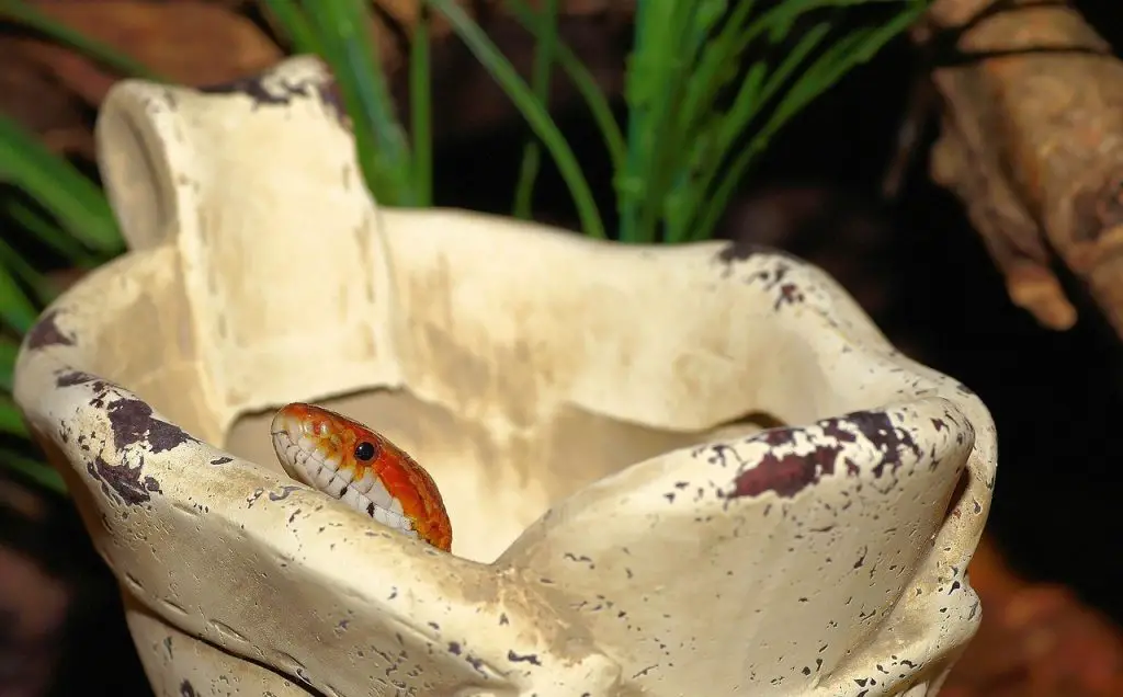 The price of a corn snake ranges from $30 to $800