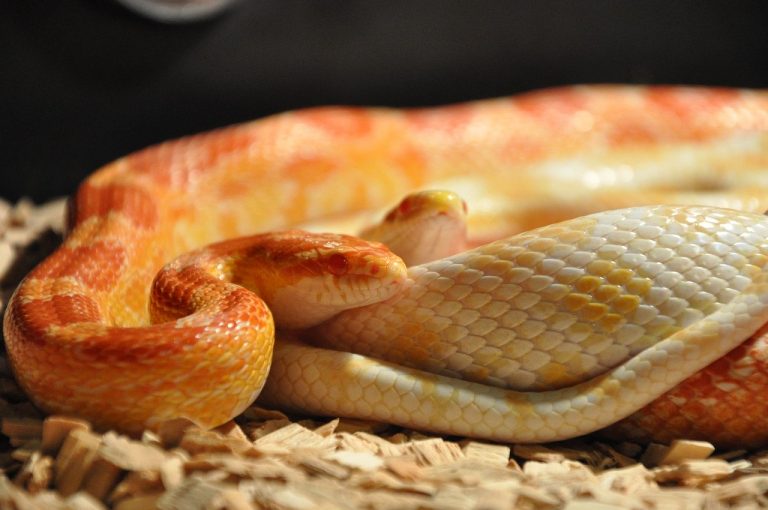 Do Corn Snakes have Fangs?