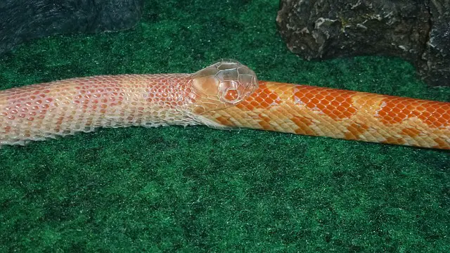 Corn snake shedding