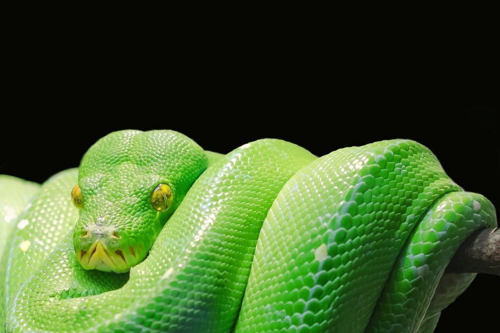 green snake in Norway
