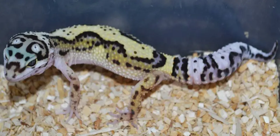 Leopard geckos