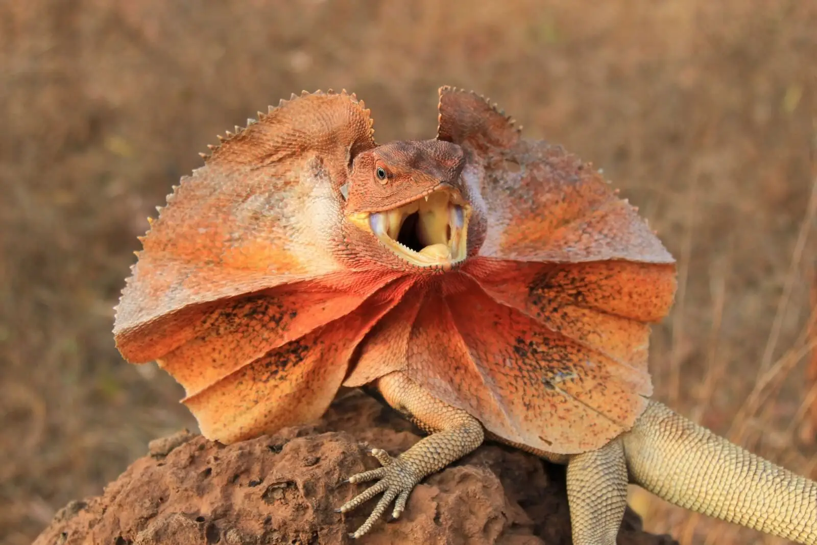 Frill-Necked Lizards (Frilled Dragons)