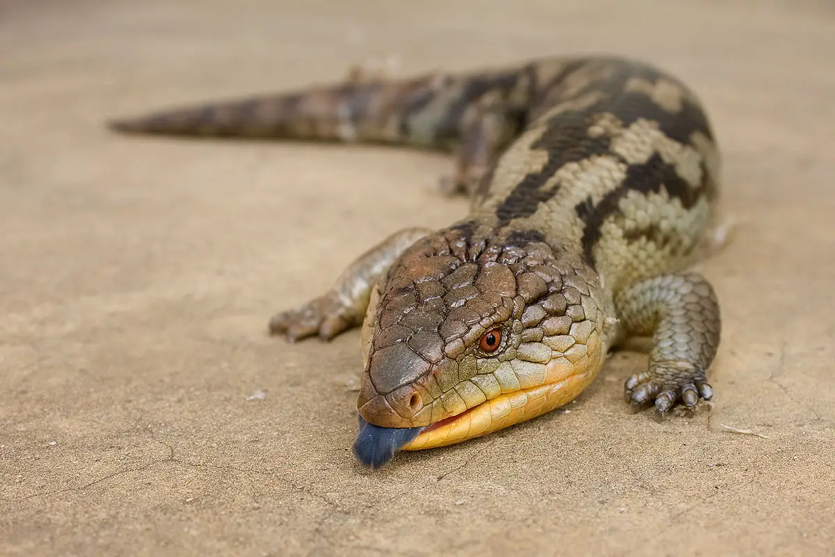 Best Reptiles For Beginners