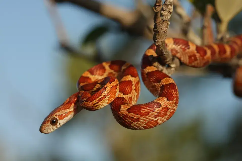 Corn Snakes