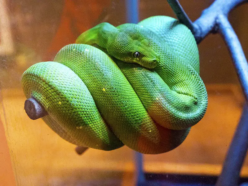 Green tree python