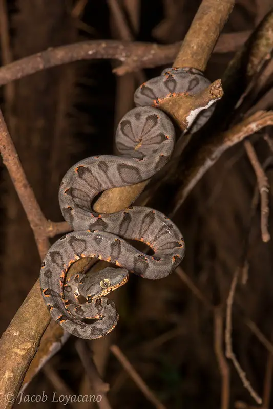 Non venomous arboreal snakes Amazon tree boa