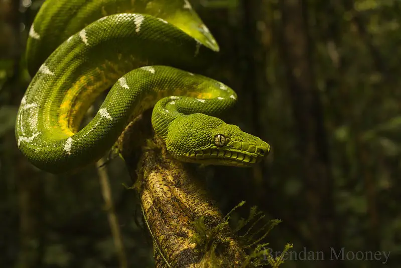 Emerald tree boa 