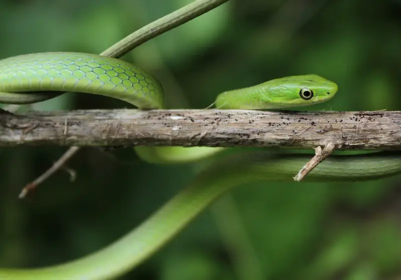 Rough green snake is one of non venomous arboreal snakes