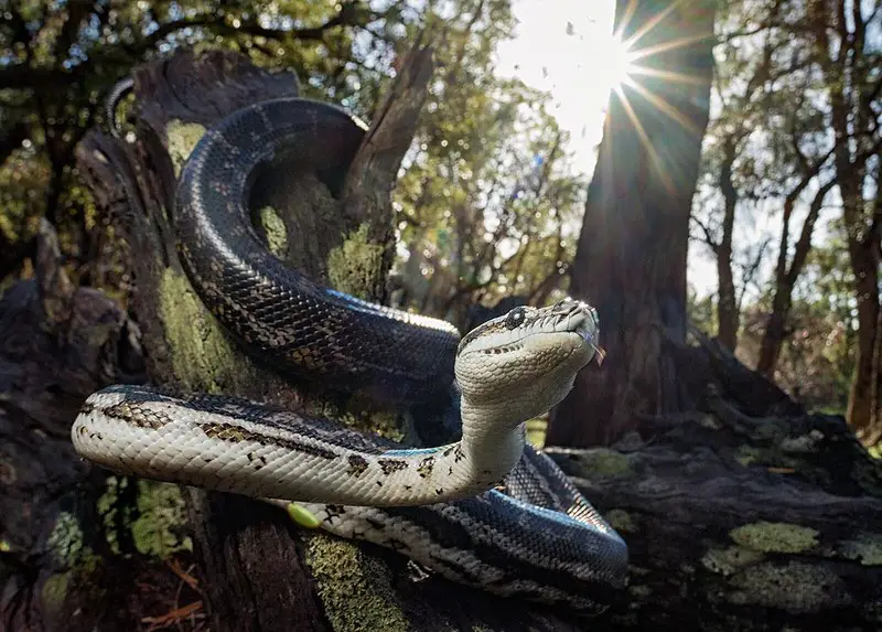 Carpet python: Non venomous arboreal snake