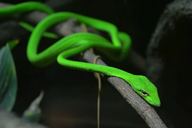 Non venomous arboreal snakeAsian vine snake