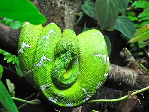 Emerald Boa Snake