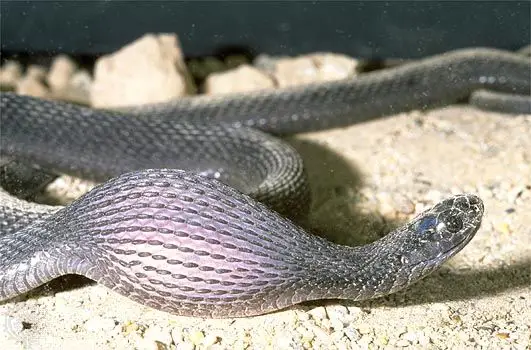 Egg Eating Snake