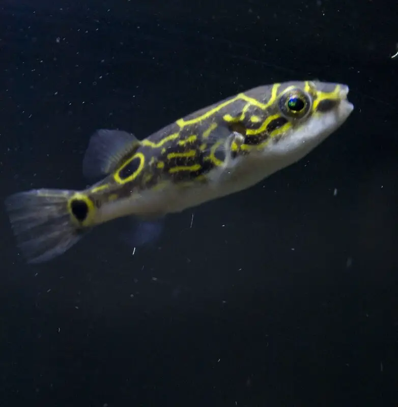 Figure 8 puffer