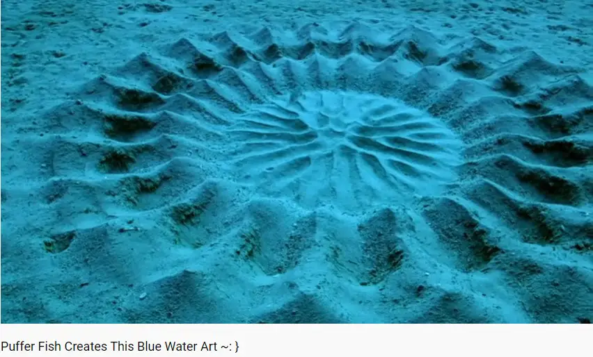 puffer fish creates a blue water art