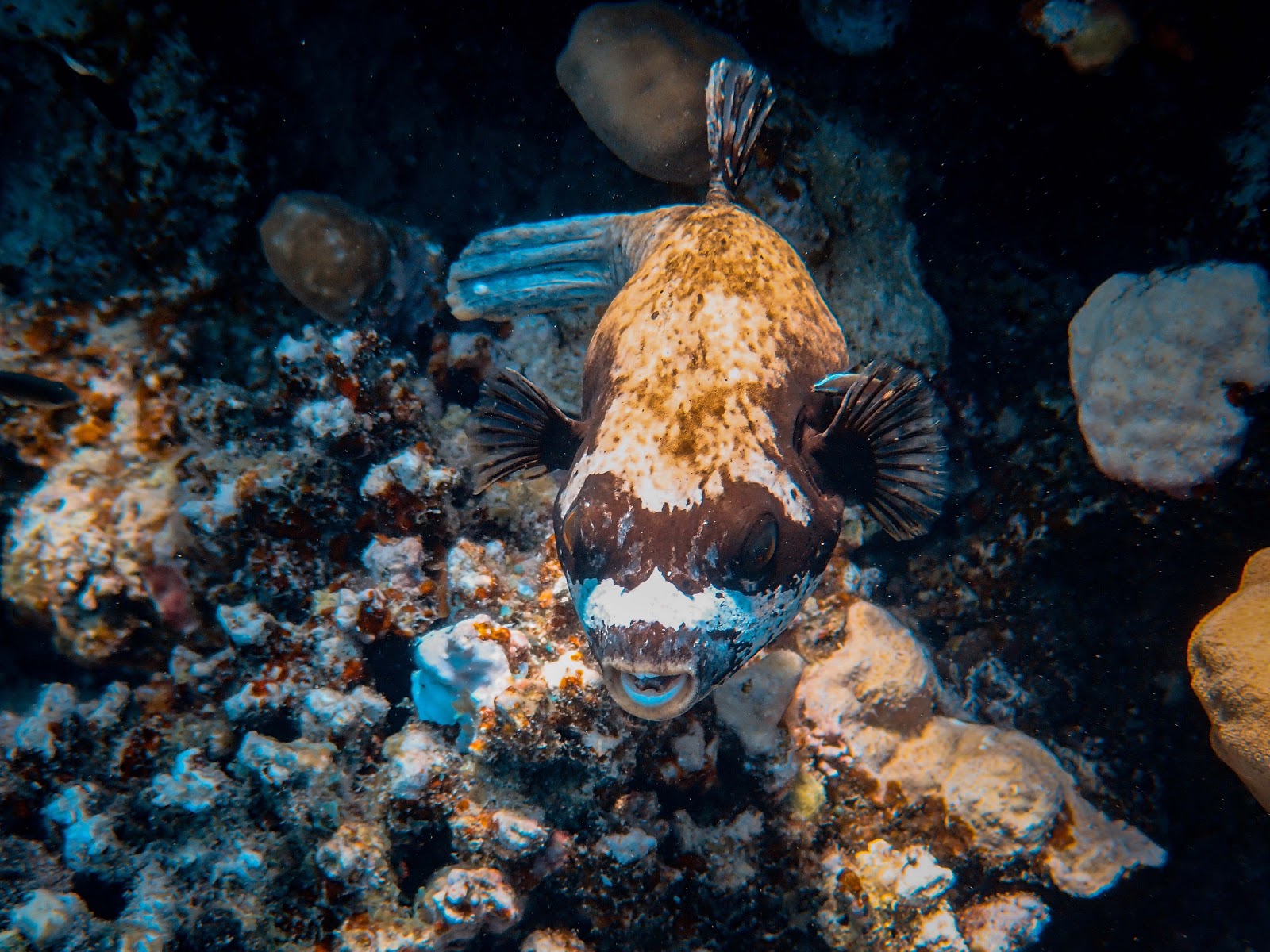 Life Cycle of A Puffer Fish: Stage 3 - Adult