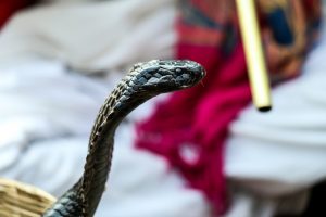 Life Cycle of a Snake (With Pictures)