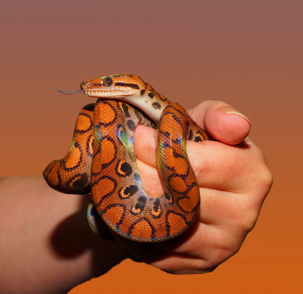 Ovoviviparous Snake giving birth