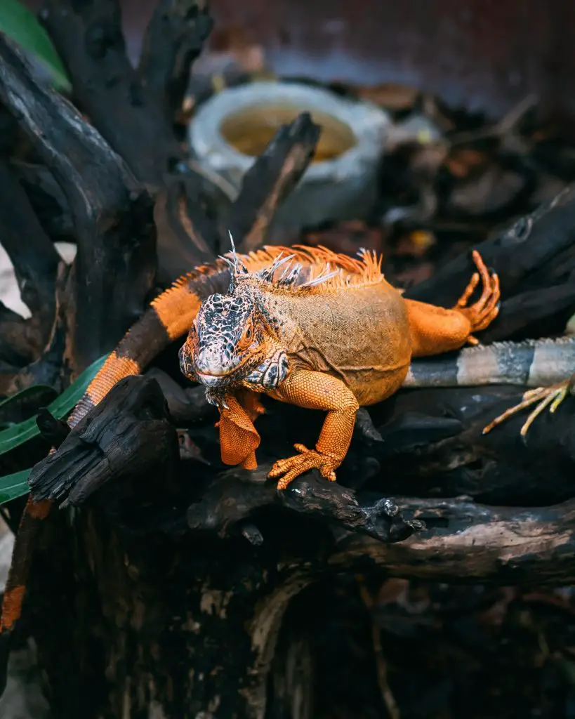 cost for having an iguana start from 20 $ to 600 $