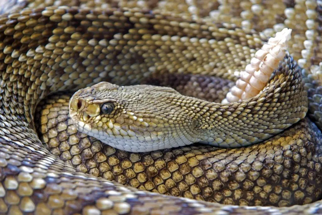 Rattle snakes Stay with their Young