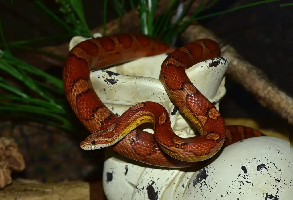 corn snakes don't have fangs