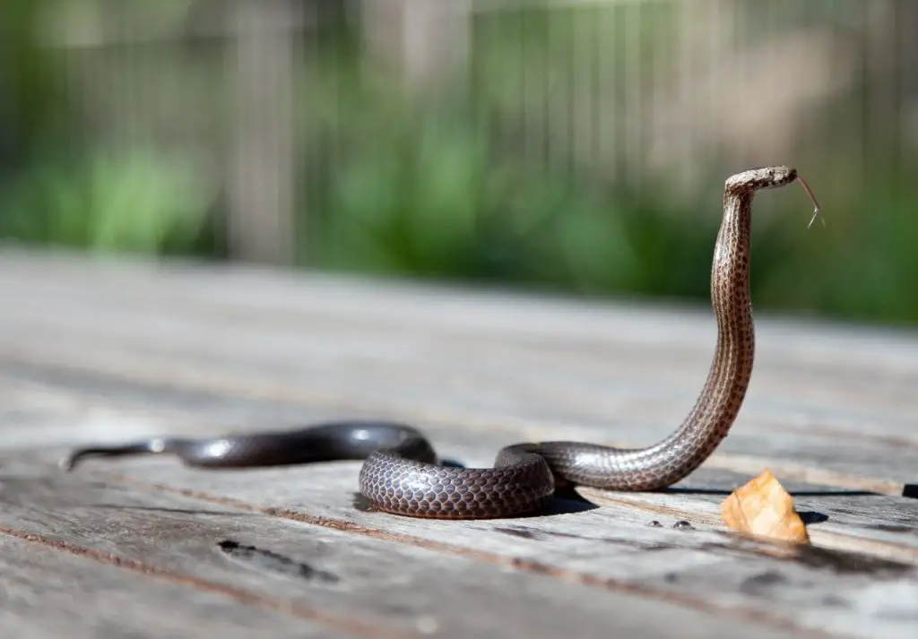 How do Baby Snakes Find Food in the wild?