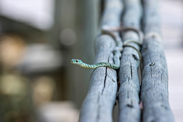 wasp spray can kill wild snakes