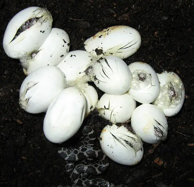 snake eggs