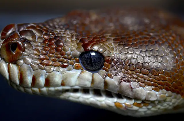 Snake’s eyes can only notice the shape of an object