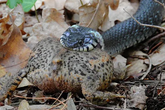 snake becomes very natural when eating