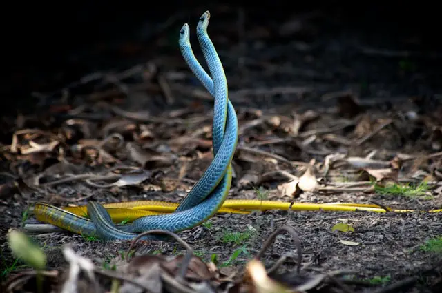 snakes mating