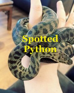 Best Arboreal Pet Snakes For Beginners