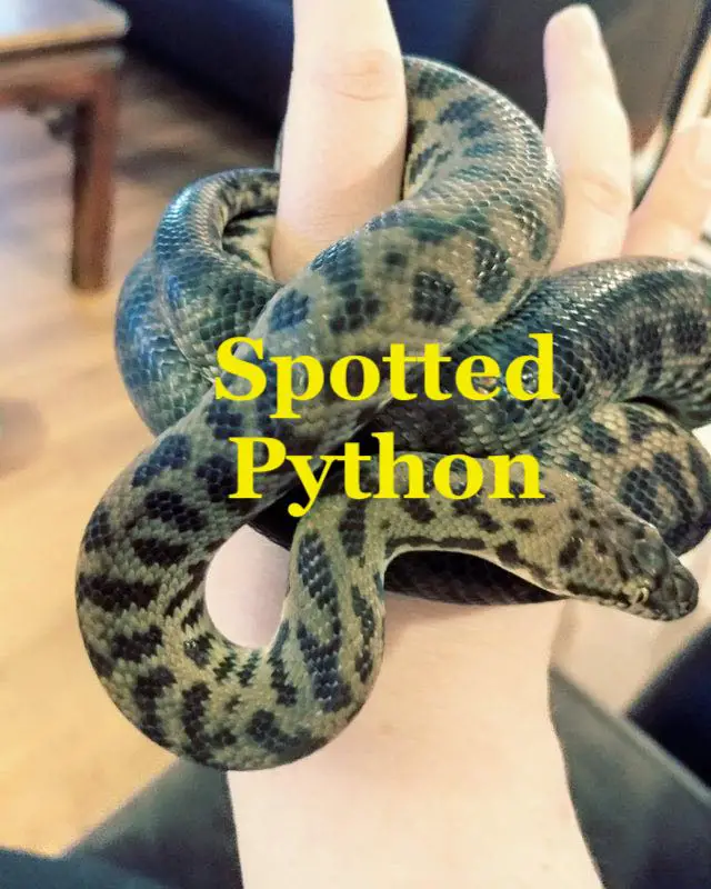 Spotted Python is good arboreal pet snake