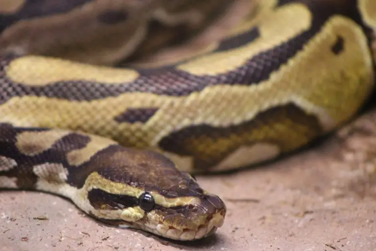 Arboreal snakes Definition Guide And Basic Care