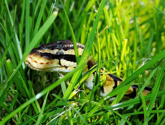 Snakes is able to develop resistance towards wasp spray