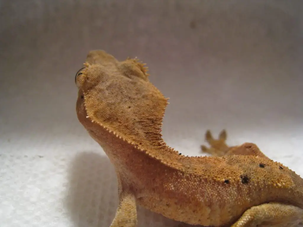 how long crested geckos go without food