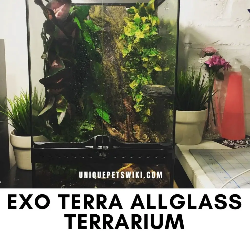 Exo Terra Allglass Terrarium Reviews