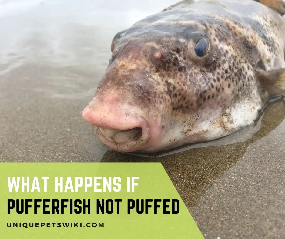 What Happens If Puffer Fish Not Puffed