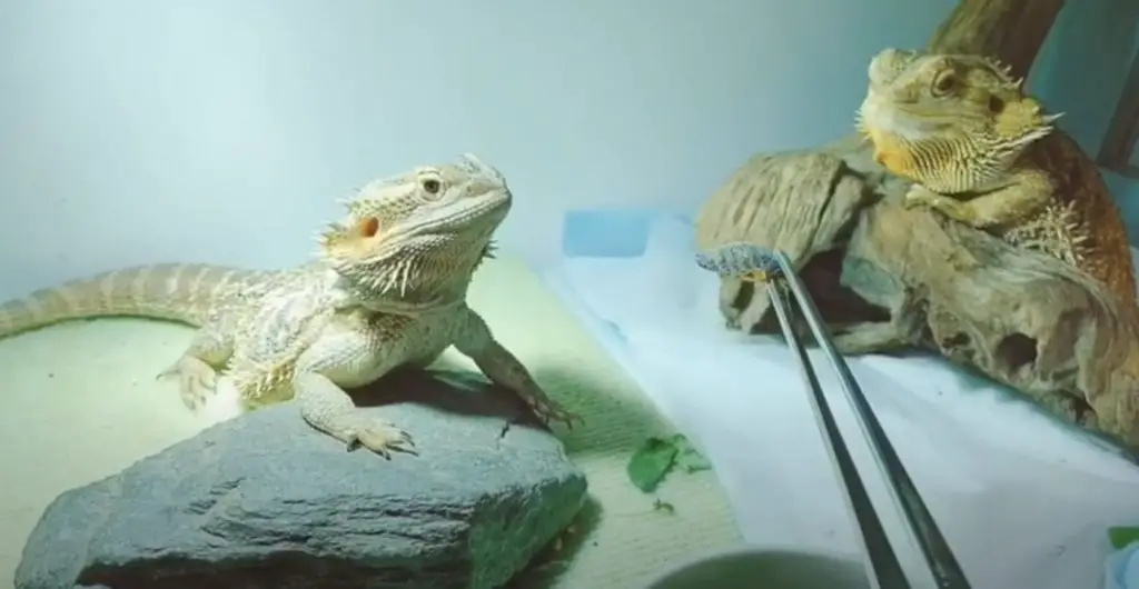 Adult Bearded Dragon Diet