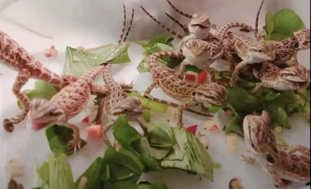 juvenile beardies are eating