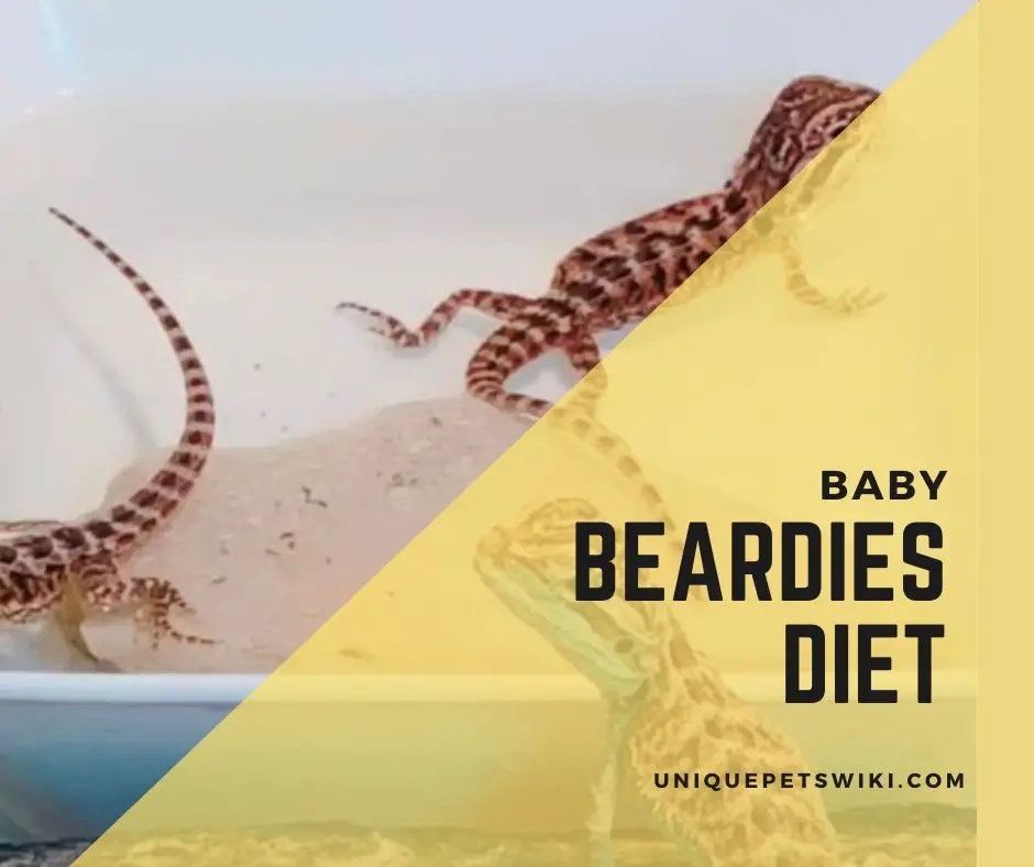 baby bearded dragon diet