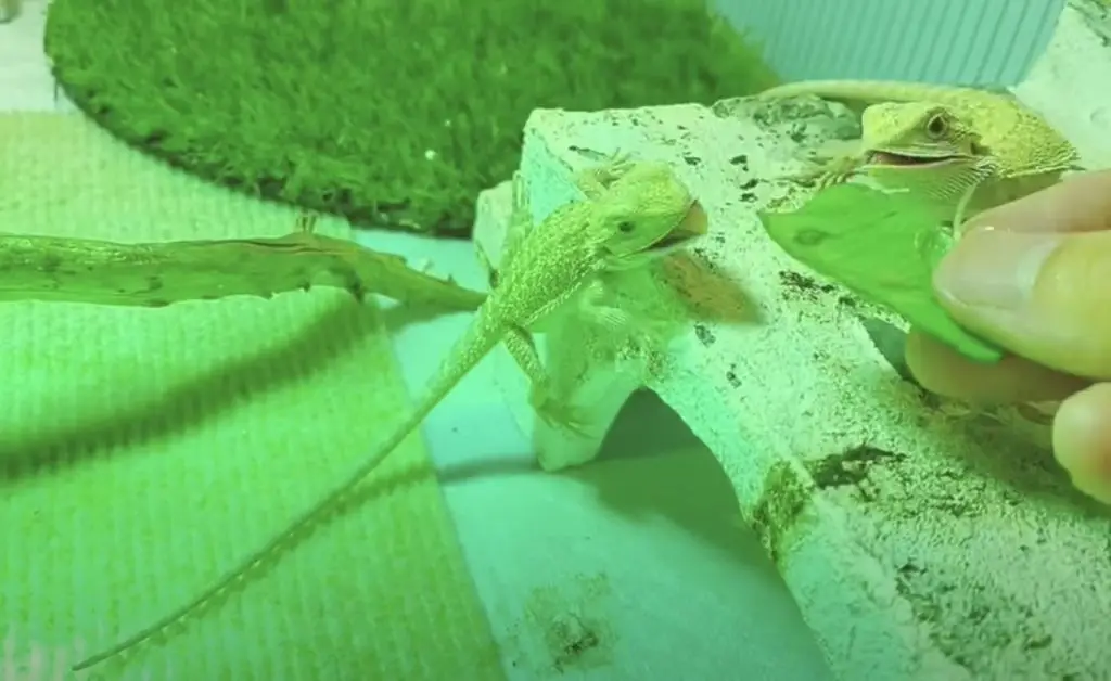 Baby Bearded Dragon Feeding Schedule