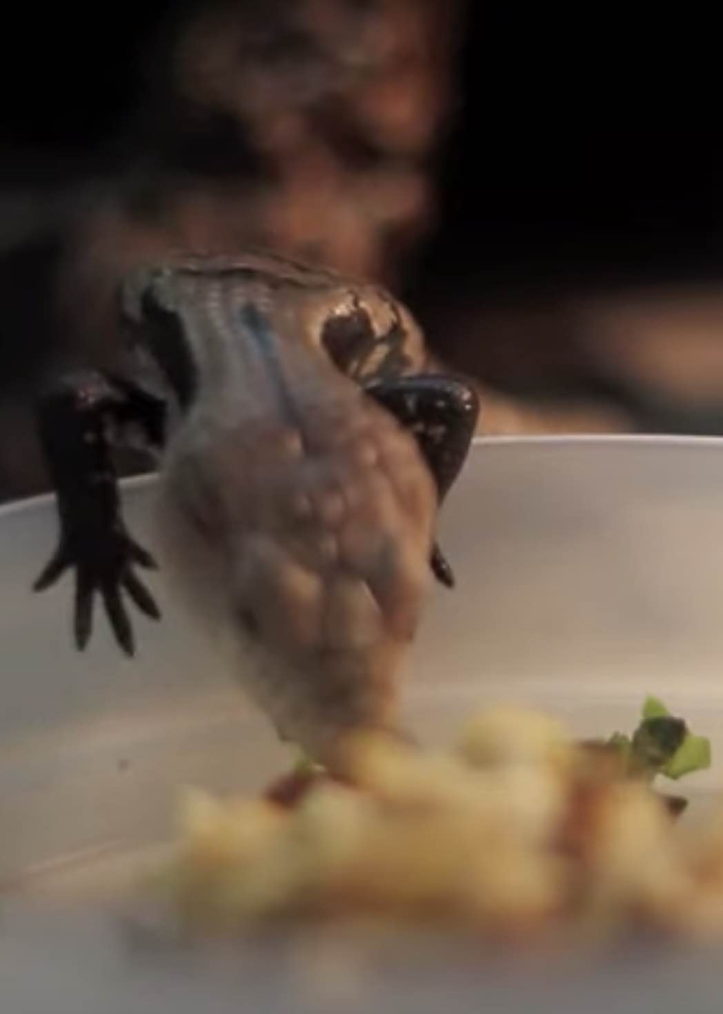 Picture of Blue Tongue Skink Diet Guide: Your Top Questions Answered (2020)