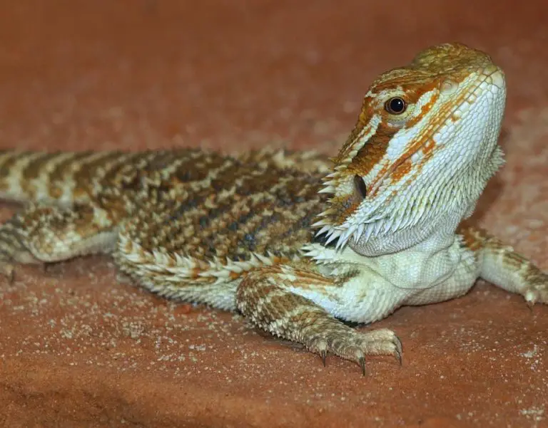 Best Substrate For Bearded Dragons