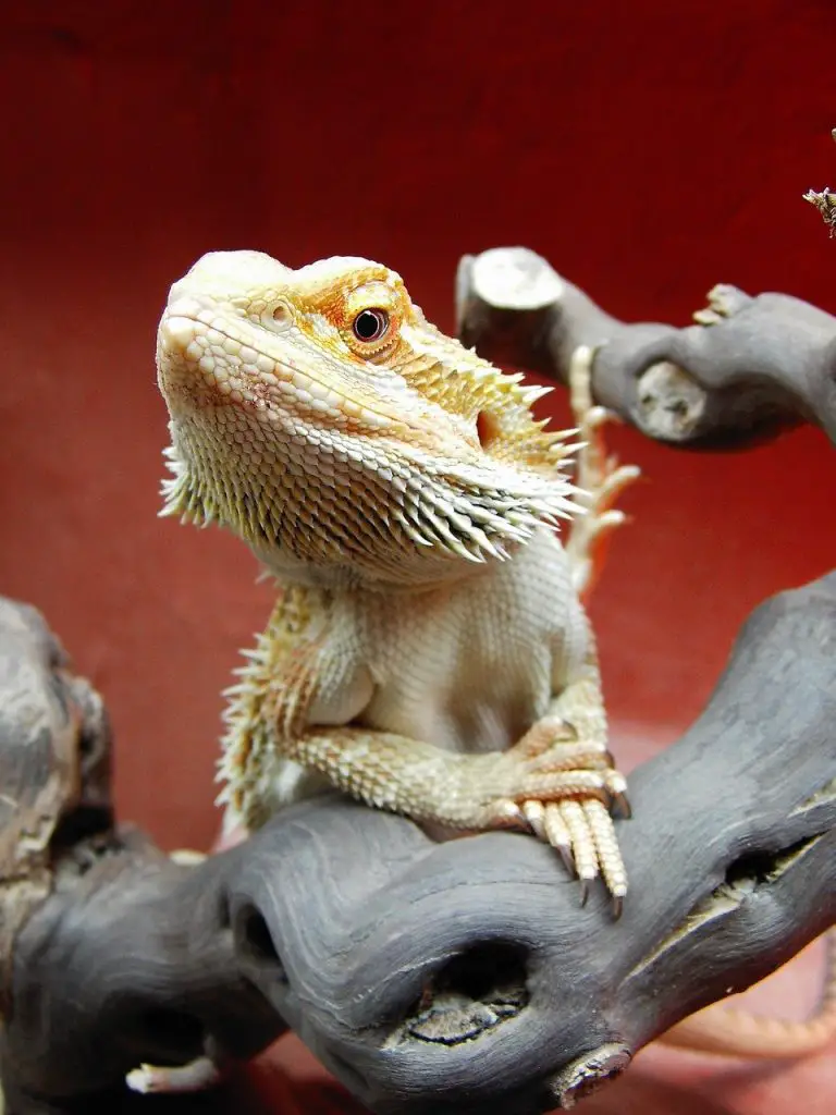 Petting Bearded Dragons