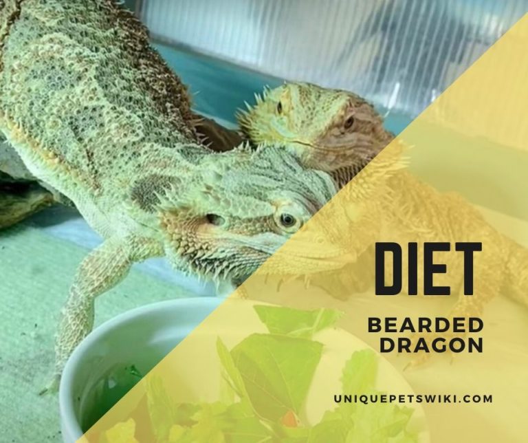 Bearded Dragon Diet What To Feed Your Beardies? How Often They Eat By