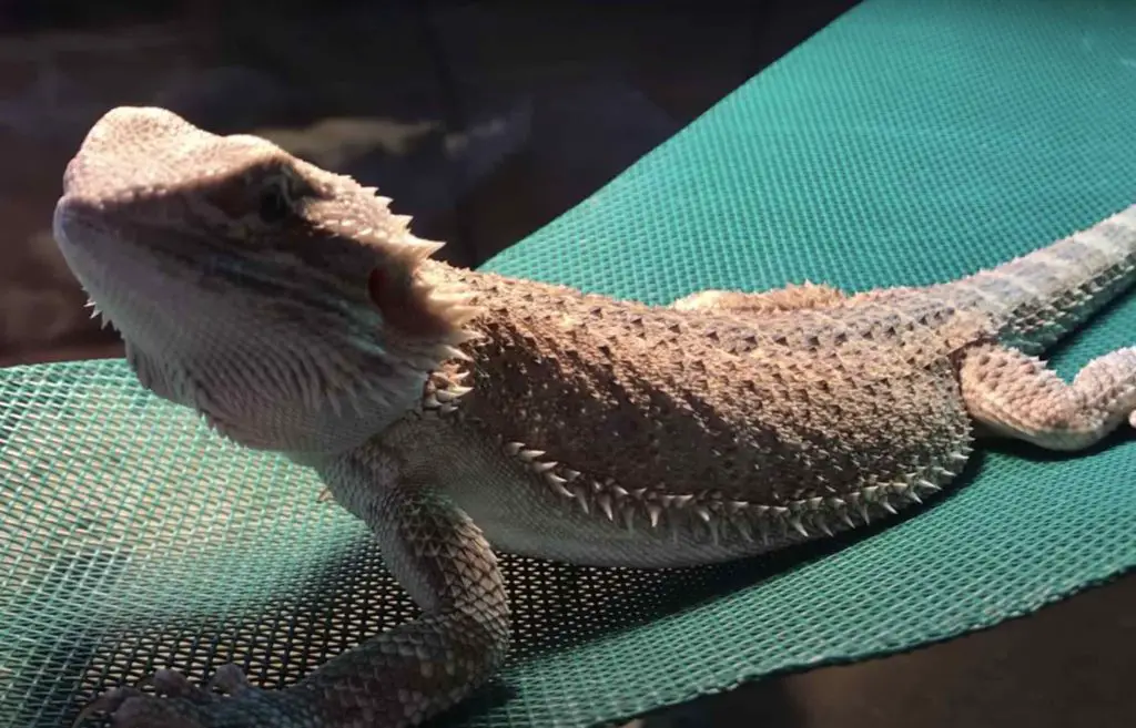 how often should you feed your beardies?
