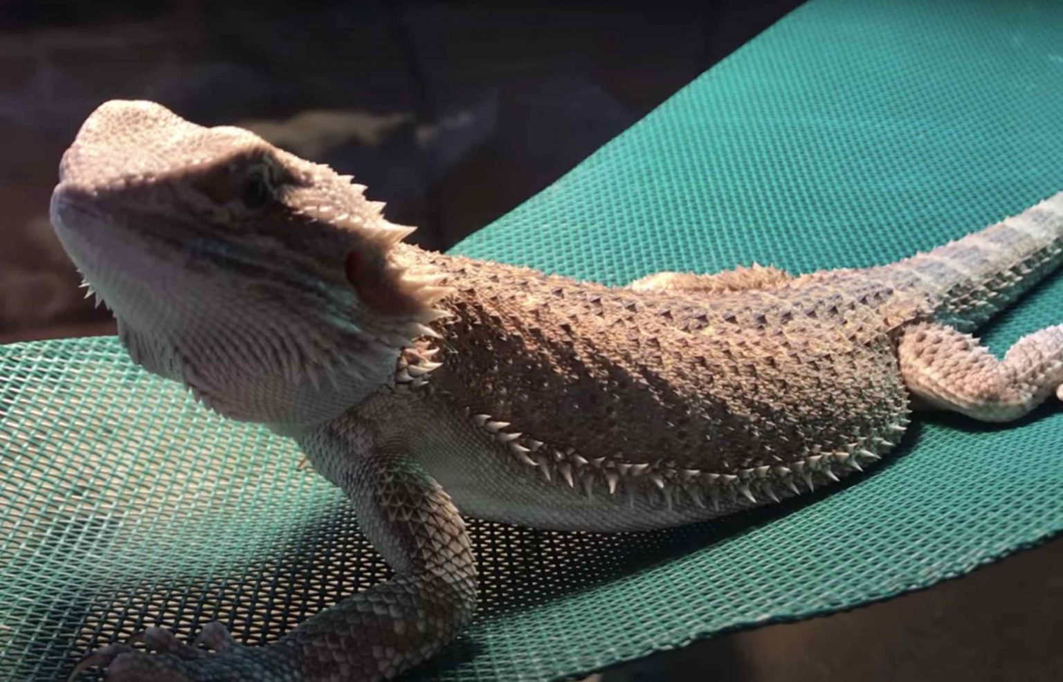 How To Potty Train A Bearded Dragon? (With Pictures)
